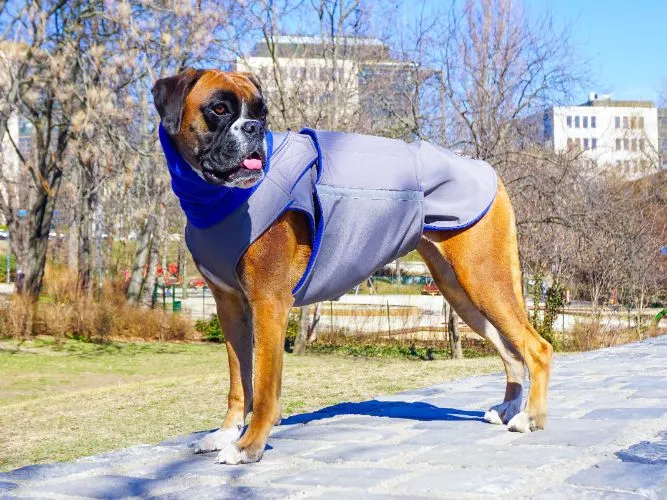 BOXER SOFTSHELL DOG COAT   NECK WARMER / MADE TO ORDER