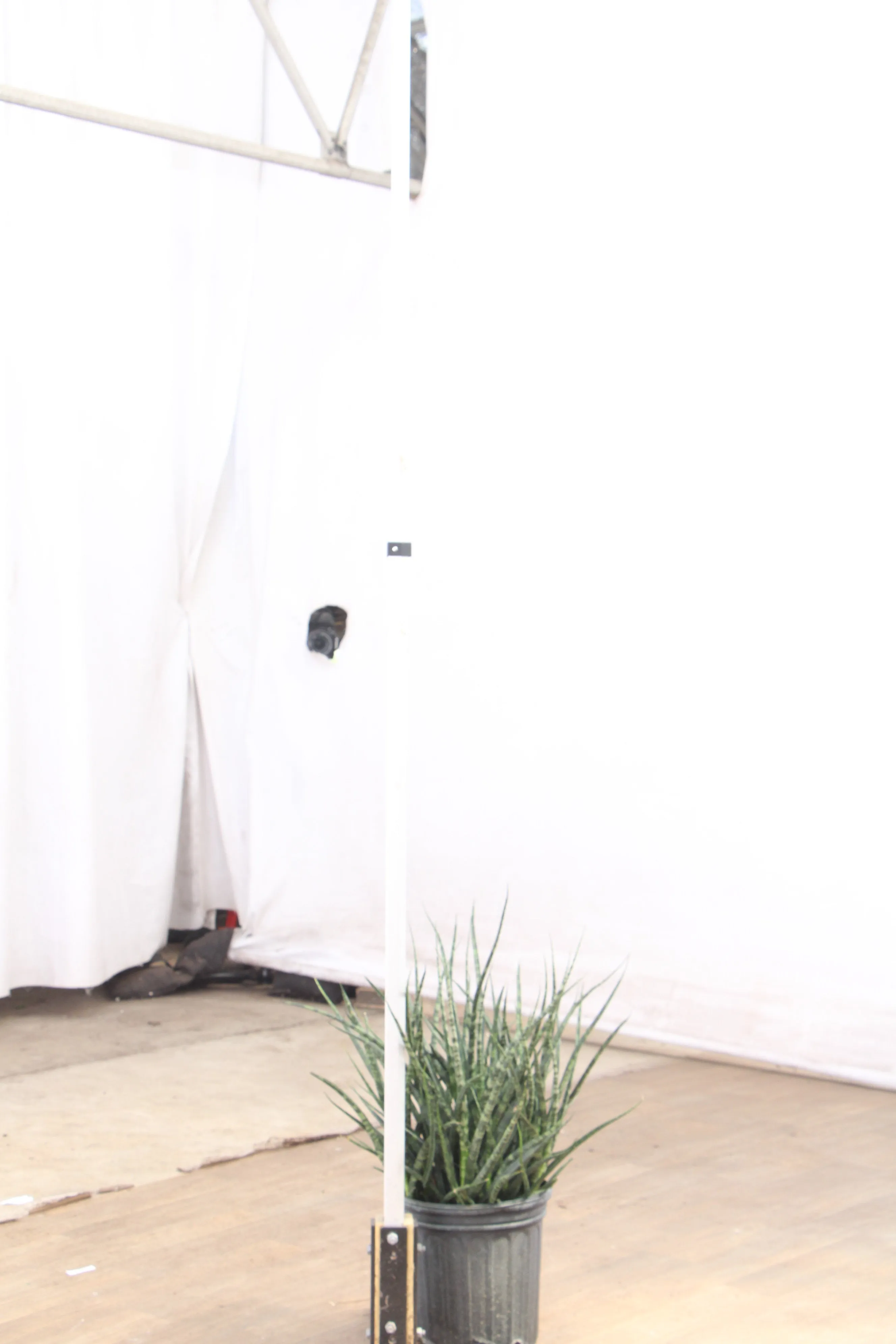 Large Sansevieria Fernwood